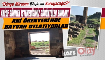 Ani Örenyeri'nde Hayvan Otlatılıyor