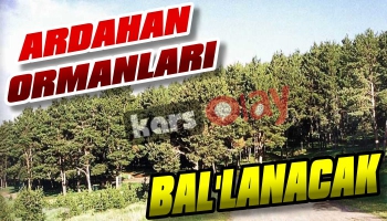 Ardahan Ormanları Bal’lanacak!