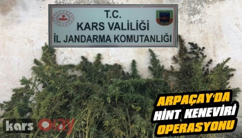 Arpaçay'da Hint Keneviri Operasyonu