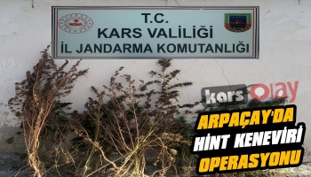 Arpaçay'da Hint Keneviri Operasyonu