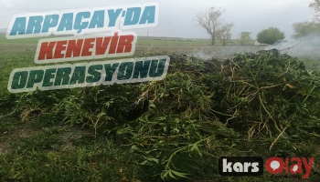 Arpaçay'da Jandarma'dan Kenevir Operasyonu