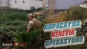 Arpaçay'da Kenevir Operasyonu