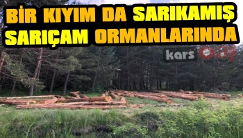 Bir Kıyım da Sarıkamış SARIÇAM Ormanlarında