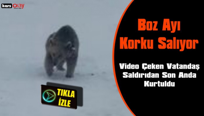 Boz Ayı Sarıkamış'ta Korku Salıyor