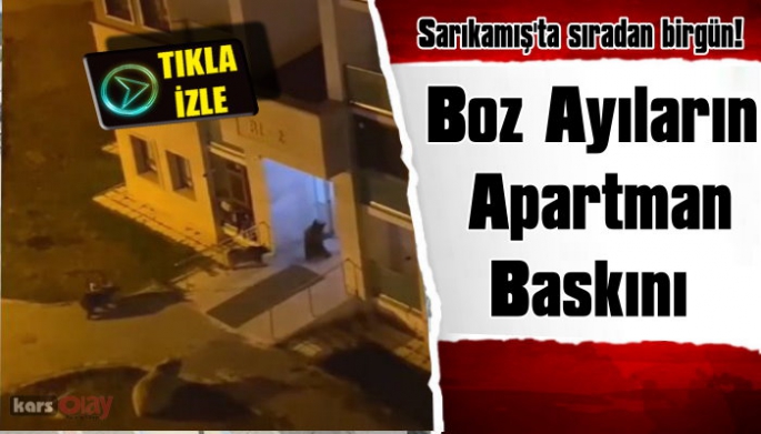 Boz Ayılar Sarıkamış'ta Apartman Bastı!