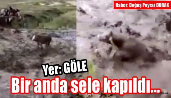 Buzağının Sele Kapılma Anı Kamerada