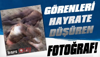 Çift Başlı Buzağı Görenleri Hayrete Düşürüyor!