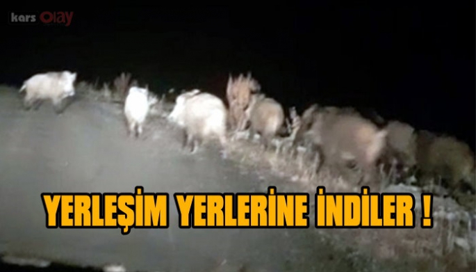 Domuz sürüsü yiyecek bulabilmek için yerleşim yerlerine indi!