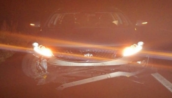 Domuz Sürüsüne Çarpan Otomobil Kaza Yaptı