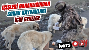 İçişleri Bakanlığı'ndan Sokak Hayvanları İçin Genelge