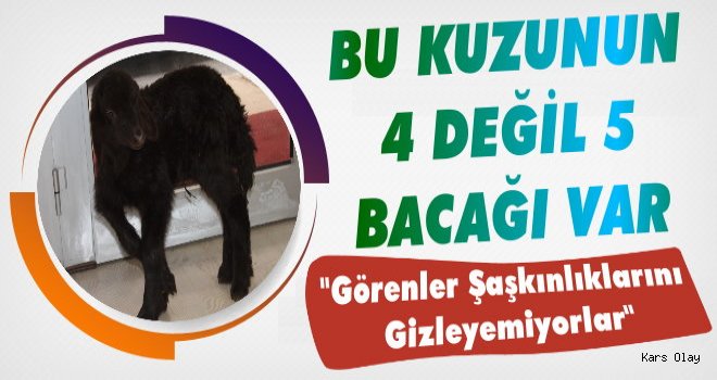 Iğdır'da 5 Bacaklı Kuzu Görenleri Şaşırtıyor!