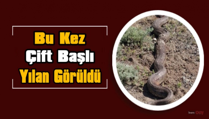 Kağızman'da bu kez çift başlı yılan görüldü!