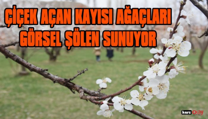 Kağızman'da çiçek açan kayısı ağaçları görsel şölen sunuyor