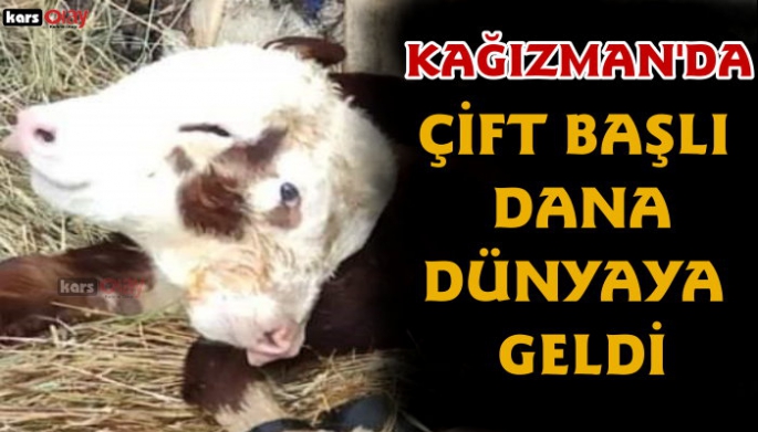 Kağızman'da çift başlı dana dünyaya geldi