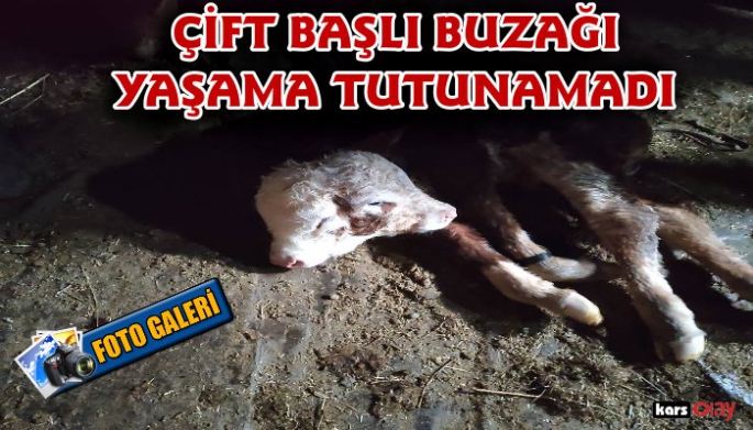 Kağızman'da dünyaya gelen çift başlı buzağı yaşama tutunamadı