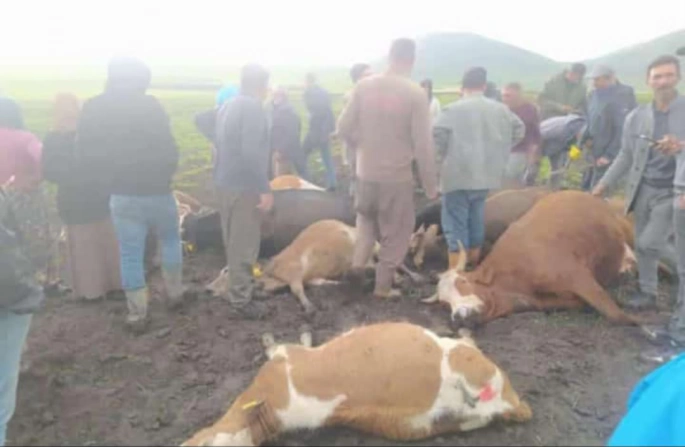 Kağızman'da yıldırımın isabet ettiği 2 çoban yaralandı, 10 büyükbaş hayvan telef oldu