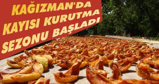 Kağızman'da Kayısılar Kurutulmaya Başlandı