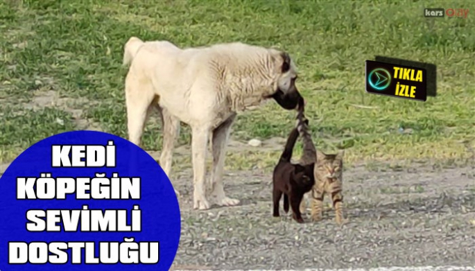 Kangal Köpeğiyle kedilerin sevimli dostluğu gülümsetti