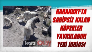 Karakurt'ta Sahipsiz Kalan Köpekler Yavrularını Yedi İddiası