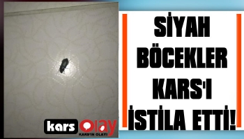 Kars'a Siyah Böcek İstilası