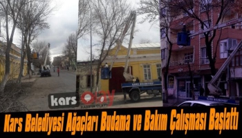 Kars Belediyesi Ağaçları Budama ve Bakım Çalışması Başlattı