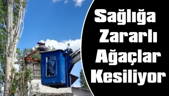 Kars Belediyesi Sağlığa Zararlı Ağaçları Kesiyor!