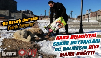 Kars Belediyesi Sokak Hayvanlarına Mama Dağıttı