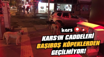 Kars'ın Caddeleri Başıboş Köpeklerden Geçilmiyor!