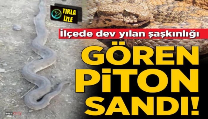 Kars-Kağızman'da piton saldırısı!