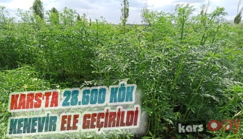 Kars'ta 28.600 Kök Kenevir Ele Geçirildi