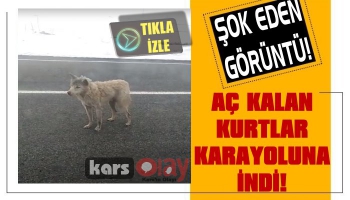 Kars'ta Aç Kalan Kurtlar Karayoluna İndi