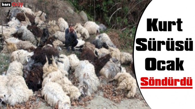 Kars'ta Aç Kurtlar Dehşet Saçtı, 100 Koyun Telef Oldu