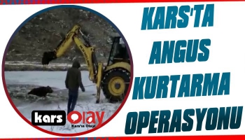 Kars'ta Angus Kurtarma Operasyonu