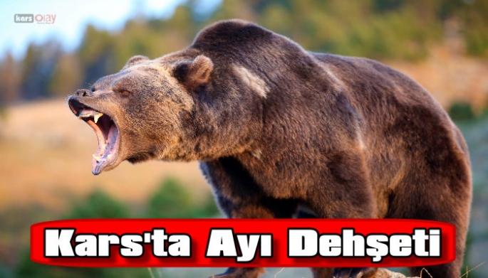 KARS'TA  AYI DEHŞETİ!