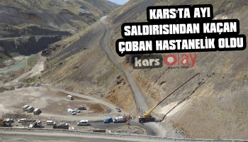 Kars'ta Ayı Saldırısından Kaçan Çoban Hastanelik Oldu