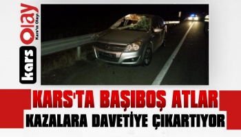 Kars'ta Başıboş Atlar Kazalara Davetiye Çıkartıyor