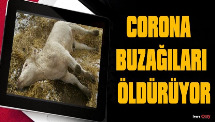 Kars'ta Corona  Buzağıları Öldürüyor!