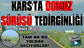 Kars'ta Domuz Sürüsü Tedirginliği