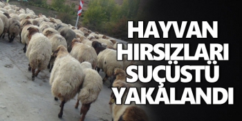 Kars'ta Hayvan Hırsızlarına Suçüstü