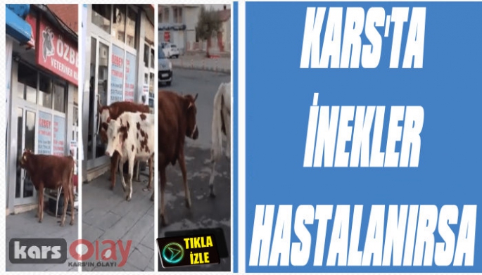 Kars'ta İnekler Hastalanırsa