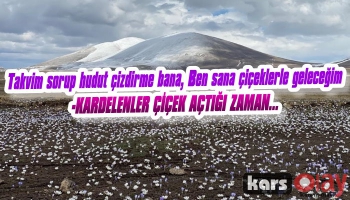 Kars'ta Kardelenler Çiçek Açtı