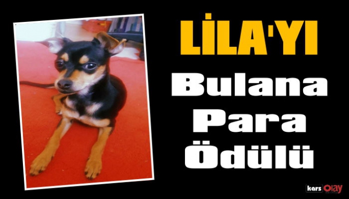 Kars'ta, Kaybolan Köpeğini Bulana Para Ödülü Verecek!