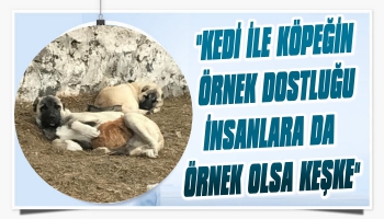 Kars'ta Kedi ve Köpeğin Örnek Dostluğu