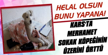 Kars'ta Merhamet Sokak Köpeğinin Üzerini Örttü
