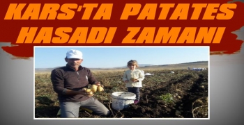 Kars'ta Patates Hasadı Zamanı