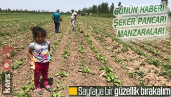 Kars'ta Şeker Pancarı Manzaraları