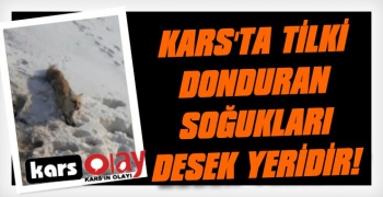 Kars'ta Soğuk Havada Tilki Dondu