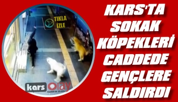 Kars'ta Sokak Köpekleri Cadde Üzerinde Gençlere Saldırdı