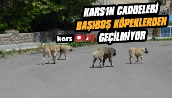 Kars'ta Sokak Köpeklerine Bir Türlü Önlem Alınmıyor