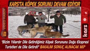 Kars'ta Turistler Sokak Köpekleri İçin Yetkilileri Göreve Davet Etti